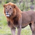 African Safari Holiday Africa Safari Vacations Africa Safaris Vacations Mikumi Ruaha Katavi Zanzibar Tanzania