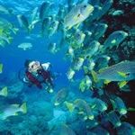 Diving Safari Holidays South Africa Diving Safari Sodwana Hluhluwe Diving Safari Holiday Vacation South Africa