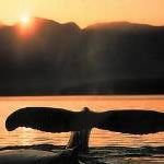 Escorted Tour Cape Town Garden Route South Africa Escorted Tours Single Solo Traveller Arniston