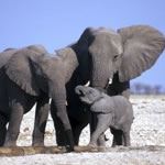 Namibia Wildlife Resorts Rest Camps Etosha National Park Fish River Canyon Ai Ais Waterberg