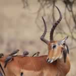 Holidays Cheap Kruger National Park Inhaca National Park Mozambique