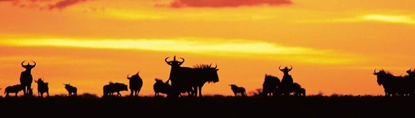 Victoria Falls Holidays Victoria Falls Zambia Safari Holidays Luangwa