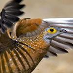 Bird Watching Holidays South Africa Bird Watching Holidays Cape Town Birding Safaris Tour Kalahari South Africa