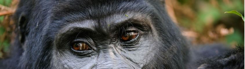 Uganda Safari Holidays Uganda Holidays Gorillas Chimpanzees Tours