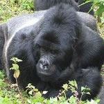 Tracking Mountain Gorillas Bwindi Forest Uganda Mountain Gorilla Safari Kenya Safari Masai Mara Gorilla Permit