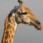 Luxury Mozambique Safari Holiday Vacation Kruger National Park Mozambique Vacations Honeymoon