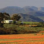 Photography Tours South Africa Photography Tour Wild Flowers Namaqualand South Africa Photography Safaris
