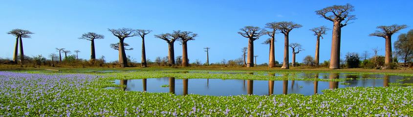 Madagascar Holidays Madagascar Tours Vacations Lemurs Nosy Be Anjajavy