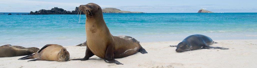 Galapagos Islands Holidays Tours Ecuador Galapagos Cruise Ships Deal