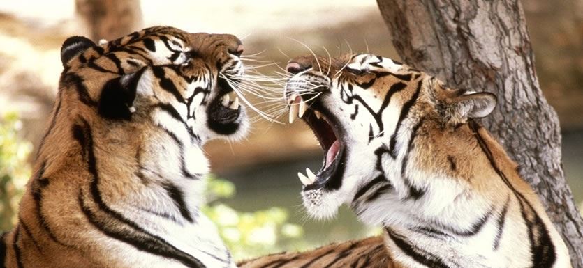 India Safari Holidays India Tiger Safari India Tigers Ranthambhore Bandhavgarh