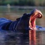 Astronomy Safari Tour Kruger National Park South Africa Safari Tour Moholoholo Rehabilitation Endangered Star