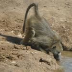 Private Guide Cape Town Kruger National Park South Africa Holiday Vacation Tour Registered Private Safari Guide