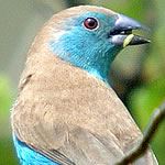 Birding Holidays South Africa Birding Tours Durban Mkuze Hluhluwe Zululand Bird Watching Holidays South Africa