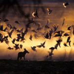Kalahari Safari Kalahari Holidays Kalahari Tours Kalahari South Africa Augrabies Victoria Holidays Vacations