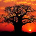 Limpopo River Mapungubwe Archaeology Holidays South Africa Vacations Baobab