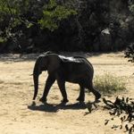 Walking Safari Kruger Park South Africa Walking Safari Pafuri Kruger Park Walking Safari Vacation Holiday Tours