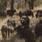Sun City Safari Holidays Sun City Vacations SunCity Safari Pilanesberg Safari Cape Town Safari Holiday Vacation