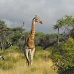Cheap Safari Holiday Cape Town Cheap Safari Holiday Pilanesberg Game Reserve South Africa Sun City Safari Lodge