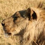 Cheap Safari Beach Holidays Kruger National Park Durban North Coast