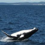 Cape Town Self Drive Holiday Overberg Cape Town Hermanus Arniston Swellendam South Africa