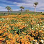 Wheelchair Holiday Vacation Cape Town Wild Flowers Namaqualand South Africa Kalahari Disabled Wheelchair Tour