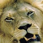 Cheap Safari Tour Kruger National Park Safari Tour South Africa Safari Tours