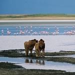 Overland Safari Tour Tanzania Safari Serengeti Safari Ngorongoro Safari Tarangire Guided Safari Tour Tanzania