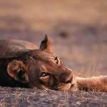 Safari Holidays Vacations Cape Town Kruger National Park Victoria Falls Safari Holiday Vacations Cheap Flights