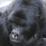 Gorilla Trekking Rwanda Gorilla Trekking Silverback Mountain Gorillas Golden Monkeys Volcanoes Safari Rwanda