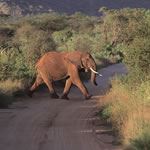 Safari Madikwe Safari Holidays Madikwe South Africa Sun City Holidays Sun City South Africa Safari Holidays Dogs