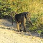 Cheap Beach Safaris South Africa Cheap Beach Safari Kruger National Park Durban Beach Safari Holidays Vacations
