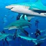 Diving Sharks South Africa Diving Sharks Aliwal Shoal Diving Sharks Ragged Tooth Shark Migration South Africa