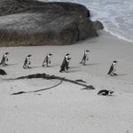 Safari Holidays Cape Town Mauritius Safari Holiday Mauritius Flights Cape Town Mauritius Flights Malaria Free