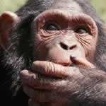 Gorilla Tracking Holidays Africa Gorilla Tracking Uganda Holidays Uganda Gorillas Chimpanzees Monkeys Primates