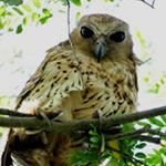 Volunteer Abroad Botswana Volunteering Botswana Volunteer Holiday Botswana Volunteer Vacation Birds Animals
