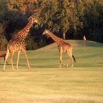 Golf Holiday Vacation Hans Merensky Golf Kruger Park Golf Leopard Creek Golf Safari Vacation Holiday