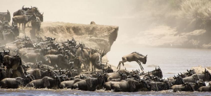 Safari Serengeti Safari Tanzania Safari Holidays Zanzibar Holidays Tanzania Holidays Vacations