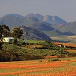 Cape Town West Coast Namaqualand Wild Flowers South Africa Self Drive