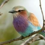 Birding Safari Holidays Birding Tours South Africa Birding Holidays Kruger National Park Cape Town South Africa