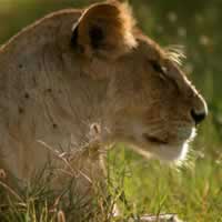Selous Wilderness Camp