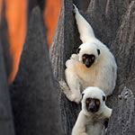 Madagascar Vacations Madagascar Tour Madagascar Indri Lemurs Madagascar Perinet Ranomafana Isalo