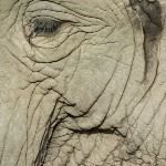 Tour Kruger Mapungubwe National Park Limpopo South Africa Sterkfontein Caves Cradle Humankind Johannesburg