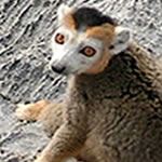 Safari Holiday Madagascar Safari Holidays Madagascar Safari Vacation Madagascar Safari Vacations