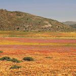 Kgalagadi Safari Holidays Kgalagadi Rest Camps South Africa Augrabies Falls Upington Safari Holiday Vacations