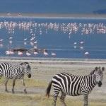 Safari Holiday Vacation Serengeti Safari Holiday Ngorongoro Migration Safari Holiday Zanzibar Safari Holiday