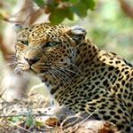 Safari Holidays Mozambique Safari Holidays Fishing Holidays Diving Holidays Mozambique Fishing