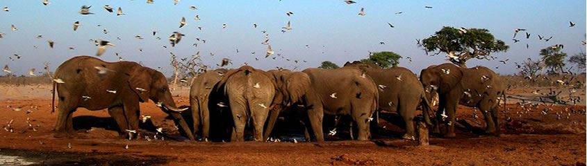 Botswana Holidays Botswana Safari Okavango Delta Safari Botswana Vacations Botswana Tours