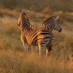 Safari Tour Serengeti Migration Serengeti Tour Wildebeest Migration Serengeti Ngorongoro Tarangire Tanzania