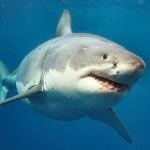 Volunteering Cape Town Volunteering Vacations South Africa Volunteering Vacation Great White Sharks Cape Town