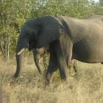 Tour Kruger National Park South Africa Safari Tour Kruger Park Tours